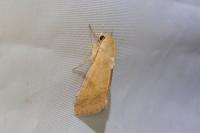 Helicoverpa armigera