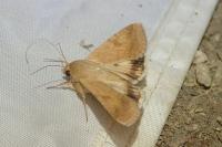Helicoverpa armigera
