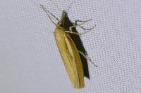 Agriphila tristella