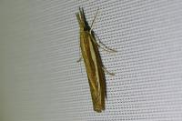 Agriphila tristella