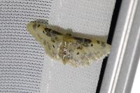 Idaea filicata