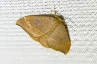Watsonalla binaria