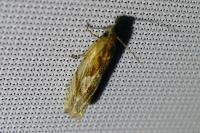Eucosma