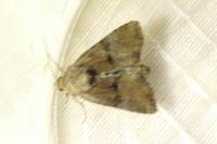 Mesoligia furuncula