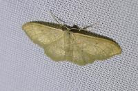 Idaea straminata