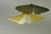 Rhodometra sacraria