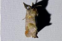 Clostera pigra