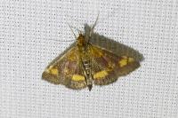 Pyrausta aurata