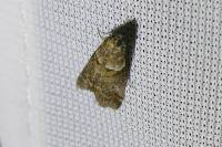 Acrobasis consociella