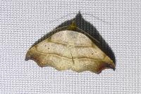 Laspeyria flexula