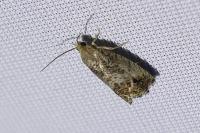 Cydia splendana