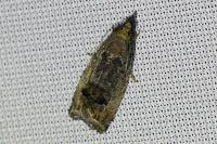 Cydia splendana