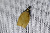 Pandemis heparana