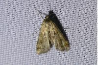Cataclysta lemnata