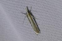 Crambus pascuella