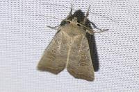 Hoplodrina