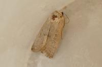 Hoplodrina ambigua