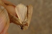 Hoplodrina ambigua