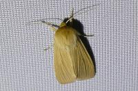 Mythimna pallens