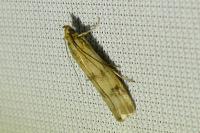 Homoeosoma sinuella
