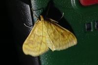 Ostrinia nubilalis/scapulalis