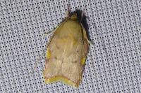 Carcina quercana