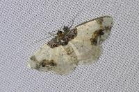 Ligdia adustata