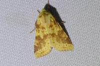 Cirrhia icteritia