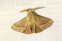 Lasiocampa trifolii