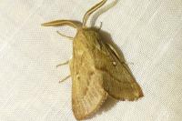 Lasiocampa trifolii
