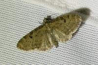 Eupithecia virgaureata