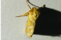Triodia sylvina