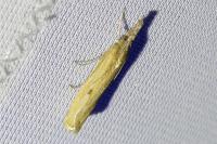 Agriphila inquinatella