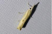 Agriphila inquinatella