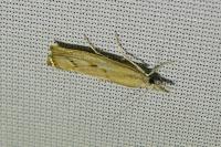 Agriphila geniculea