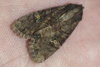 Mesapamea secalis