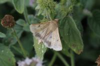 Helicoverpa armigera