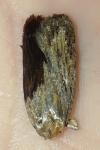 Depressaria daucella