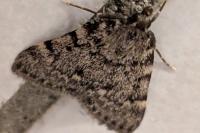 Aglossa pinguinalis