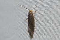 Cephimallota crassiflavella