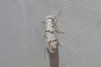 Scythropia crataegella