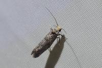 Paraswammerdamia nebulella