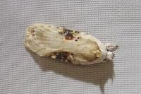 Agonopterix alstroemeriana