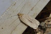 Agonopterix pallorella