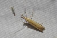 Pleurota aristella