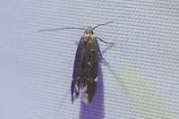 Aproaerema anthyllidella