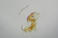 Aproaerema anthyllidella