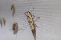 Scythris limbella