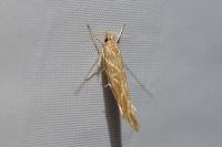 Pyroderces argyrogrammos