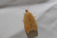 Clepsis consimilana